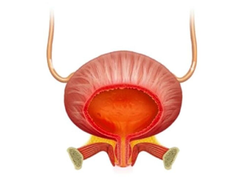 Inflammation de la vessie et leur traitement avec des capsules zcvbnmqwert
